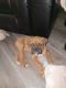 Boxer Puppies for sale in 903 Nassau Ct, New Bern, NC 28560, USA. price: NA