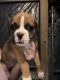 Boxer Puppies for sale in Rochelle, GA 31079, USA. price: $750