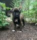 Boxer Puppies for sale in Newark, OH, USA. price: $1,200