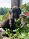 Boxer Puppies for sale in Newark, OH, USA. price: $1,200