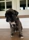 Boxer Puppies for sale in St Louisville, OH 43071, USA. price: $1,200