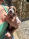 Boxer Puppies for sale in Robbins, NC, USA. price: $1,000