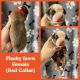 Boxer Puppies for sale in Robbins, NC, USA. price: $1,000