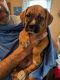 Boxer Puppies for sale in Naples, NY 14512, USA. price: $1,200