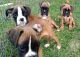 Boxer Puppies for sale in Blaine, KY 41124, USA. price: NA
