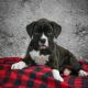 Boxer Puppies for sale in Montgomery, AL 36123, USA. price: NA