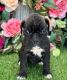 Boxer Puppies for sale in Odessa, FL, USA. price: $3,580