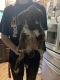 Boxer Puppies for sale in West Monroe, NY 13167, USA. price: NA