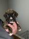 Boxer Puppies for sale in Middletown, VA 22645, USA. price: NA