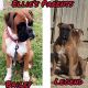 Boxer Puppies for sale in Midland, TX 79706, USA. price: $3,000