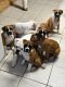 Boxer Puppies for sale in Harrison, NJ, USA. price: $1,000