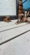 Boxer Puppies for sale in Salvisa, KY 40372, USA. price: NA