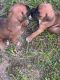Boxer Puppies for sale in Massillon, OH, USA. price: NA