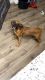 Boxer Puppies for sale in Abilene, TX, USA. price: $750