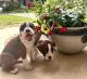 Boxer Puppies for sale in The Woodlands, TX, USA. price: $1,000