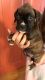 Boxer Puppies for sale in Middletown, VA 22645, USA. price: $950