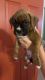 Boxer Puppies for sale in Middletown, VA 22645, USA. price: $950