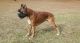 Boxer Puppies for sale in Summerfield, LA, USA. price: $1,000