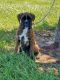 Boxer Puppies for sale in Houston, TX, USA. price: $200