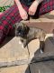 Boxer Puppies for sale in Peyton, CO 80831, USA. price: NA