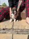 Boxer Puppies for sale in Peyton, CO 80831, USA. price: $150,000