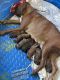 Boxer Puppies for sale in Gig Harbor, WA, USA. price: $1,000