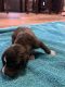 Boxer Puppies for sale in Bardstown, KY 40004, USA. price: $900