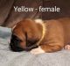 Boxer Puppies for sale in Jackson, SC 29831, USA. price: NA