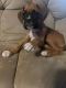 Boxer Puppies for sale in Massillon, OH, USA. price: $1,000