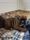 Boxer Puppies for sale in Rochester, WA 98579, USA. price: NA