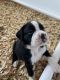 Boxer Puppies for sale in Rochester, WA 98579, USA. price: $3,000