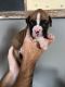 Boxer Puppies for sale in Rochester, WA 98579, USA. price: $3,000