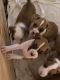 Boxer Puppies for sale in Windham, OH 44288, USA. price: NA