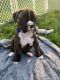 Boxer Puppies for sale in Lombard, IL, USA. price: $750