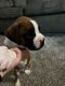 Boxer Puppies for sale in Columbus, IN, USA. price: $750