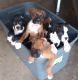Boxer Puppies for sale in Middleport, OH 45760, USA. price: NA