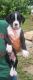 Boxer Puppies for sale in Cannon Falls, MN 55009, USA. price: NA