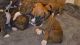 Boxer Puppies for sale in North Highlands, CA, USA. price: $1,200