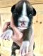 Boxer Puppies for sale in Marianna, FL, USA. price: NA