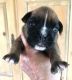 Boxer Puppies for sale in Marianna, FL, USA. price: $1,500