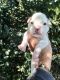Boxer Puppies for sale in Marianna, FL, USA. price: NA