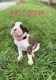 Boxer Puppies for sale in Murfreesboro, TN, USA. price: NA
