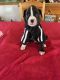 Boxer Puppies for sale in Wrightwood, CA 92397, USA. price: $1,200