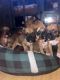 Boxer Puppies for sale in San Antonio, TX 78251, USA. price: NA