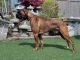 Boxer Puppies for sale in Spanaway, WA, USA. price: $600