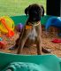 Boxer Puppies for sale in Duncannon, PA 17020, USA. price: NA