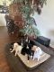 Boxer Puppies for sale in Exeter, CA 93221, USA. price: $950