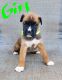 Boxer Puppies for sale in Tiller, OR 97484, USA. price: $1,000