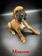 Boxer Puppies for sale in Jamesburg, NJ 08831, USA. price: $1,600