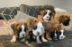 Boxer Puppies for sale in Los Angeles, CA, USA. price: $450